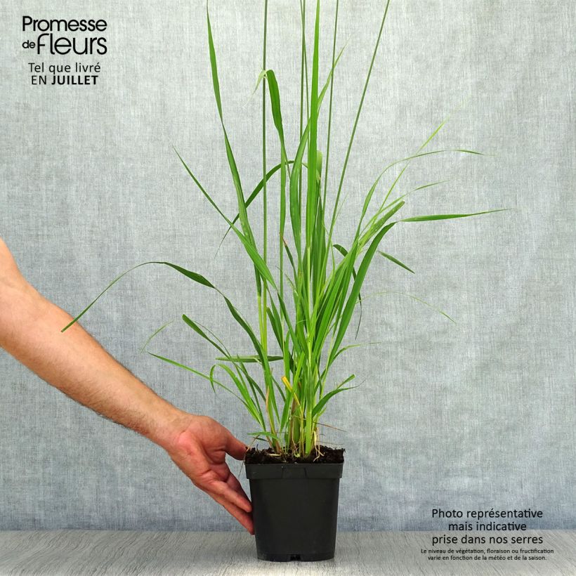 Exemplar von Molinia caerulea subsp. arundinacea Skyracer - Rohr-Pfeifengras Topf mit 2L/3L wie im Sommer geliefert
