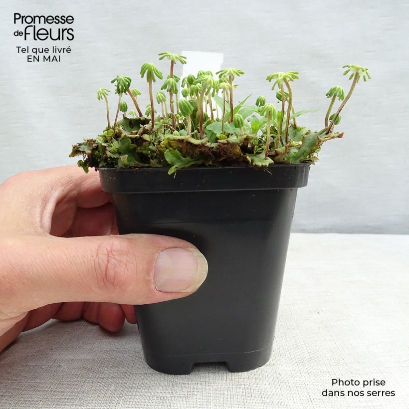 Example of Molinia caerulea subsp. caerulea Heidebraut - Rohr-Pfeifengras Kleine Töpfe von 8/9 cm as you get in printemps