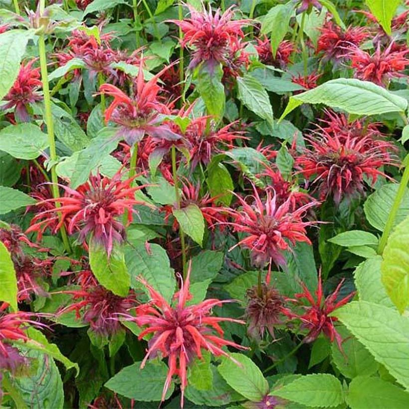 Monarda Cambridge Scarlet - Indianernessel (Flowering)
