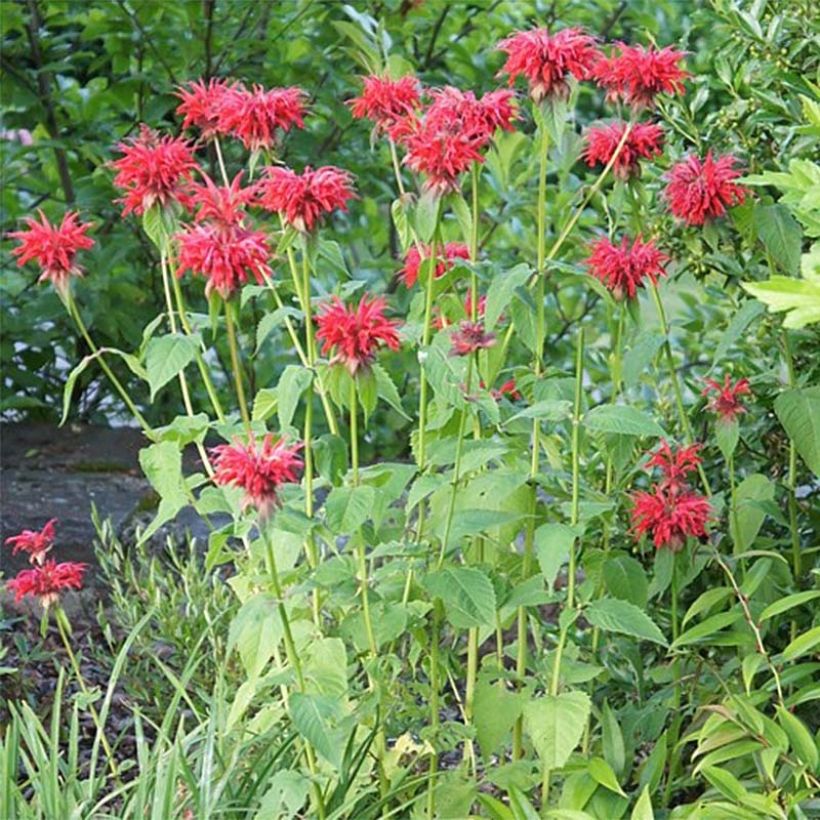 Monarda Cambridge Scarlet - Indianernessel (Plant habit)
