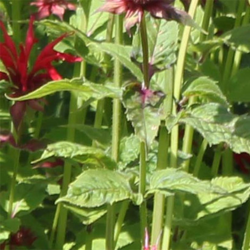 Monarda Gardenview Scarlet - Indianernessel (Foliage)