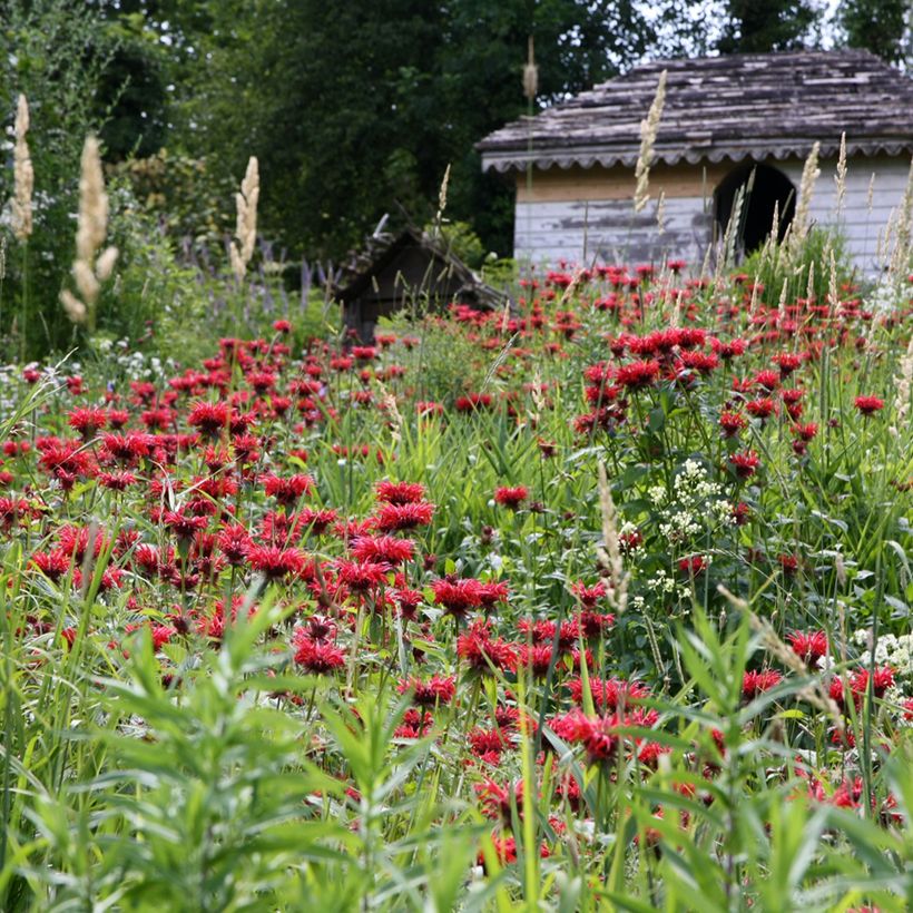 Monarda Gardenview Scarlet - Indianernessel (Plant habit)