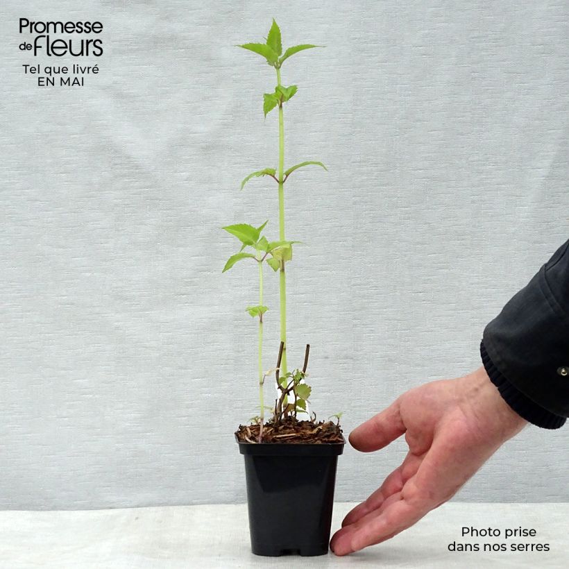 Example of Monarda Gardenview Scarlet - Indianernessel Kleine Töpfe von 8/9 cm as you get in printemps