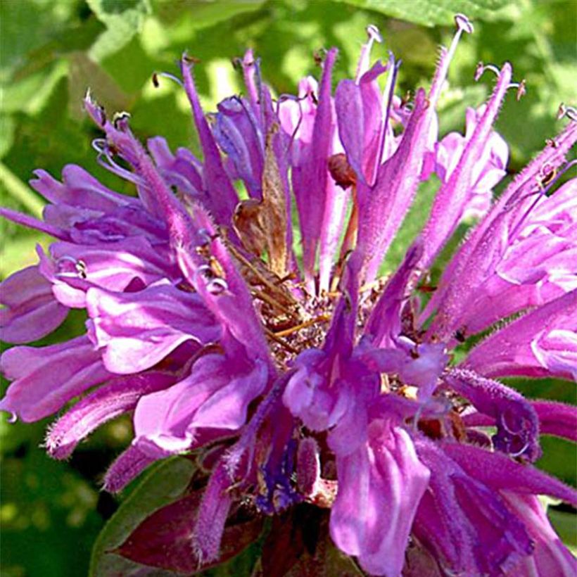 Monarda fistulosa Tetraploid - Indianernessel (Flowering)