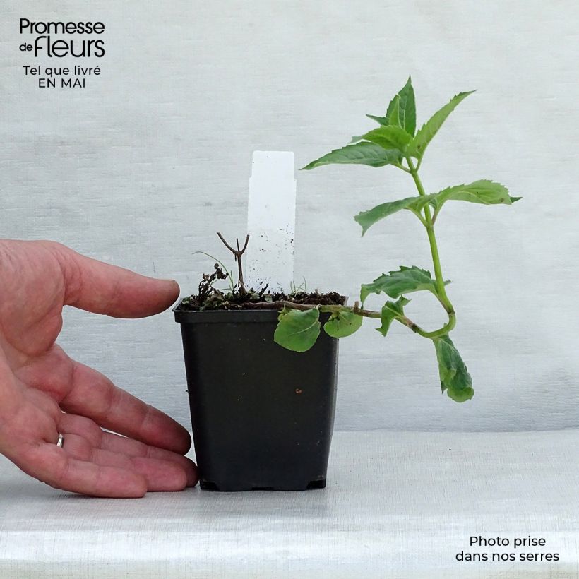 Example of Monarda fistulosa Tetraploid - Indianernessel Kleine Töpfe von 8/9 cm as you get in printemps