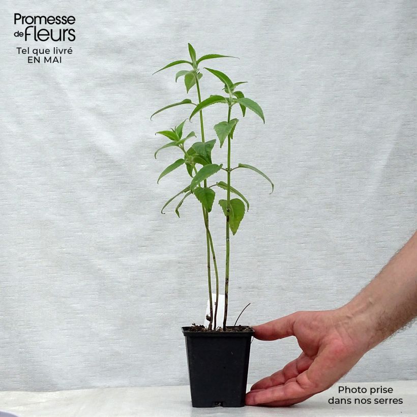 Exemplar von Monarda Blaustrumpf - Indianernessel Kleine Töpfe von 8/9 cm wie im Frühjahr geliefert