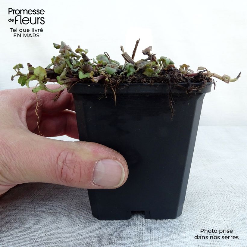 Example of Monarda Cambridge Scarlet - Indianernessel Kleine Töpfe von 8/9 cm as you get in printemps