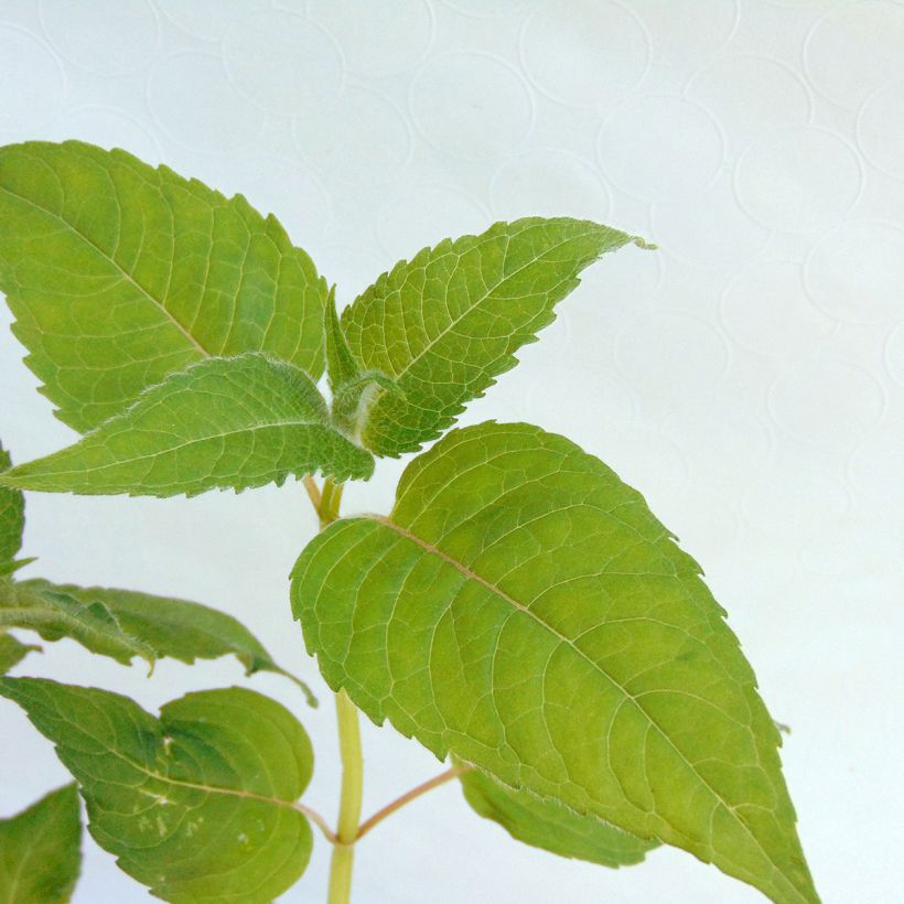 Monarda didyma Croftway Pink - Goldmelisse (Foliage)