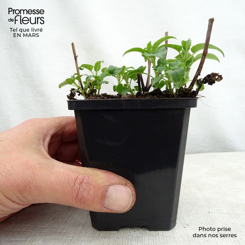 Exemplar von Monarda didyma Dancing Bird - Goldmelisse Kleine Töpfe von 8/9 cm wie im Frühjahr geliefert