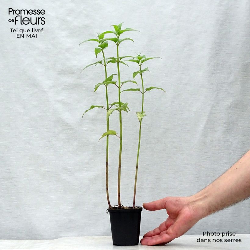 Exemplar von Monarda Gewitterwolke - Indianernessel Kleine Töpfe von 8/9 cm wie im Frühjahr geliefert