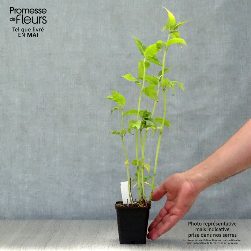 Example of Monarda Jacob Cline - Indianernessel Kleine Töpfe von 8/9 cm as you get in printemps