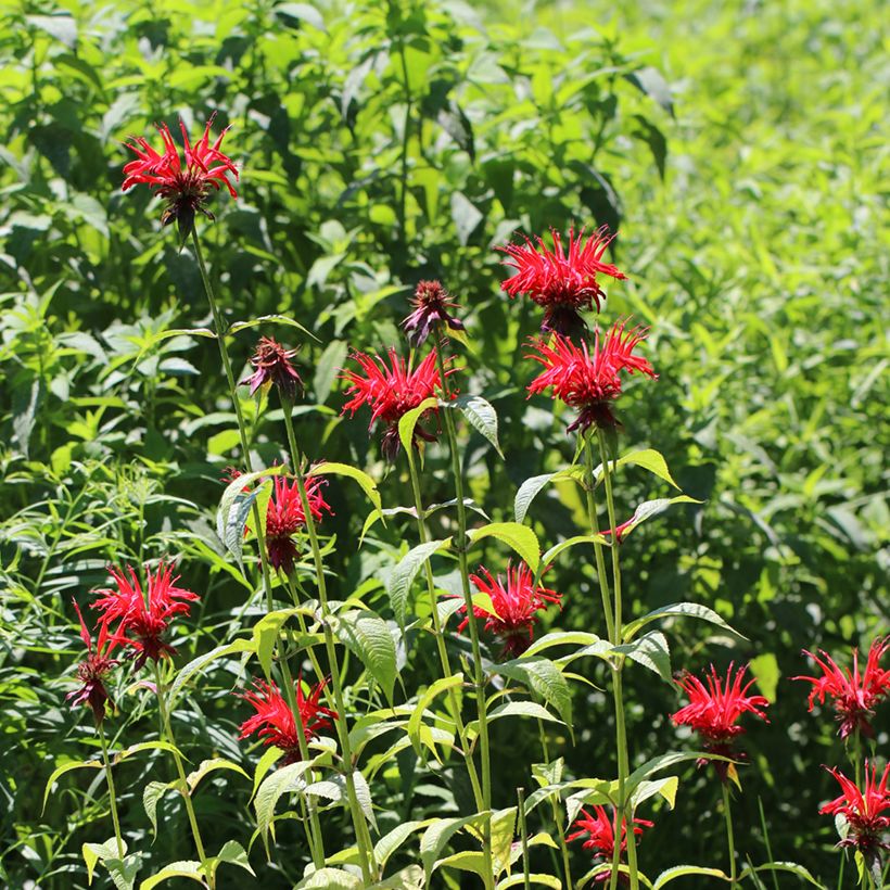 Monarda Jacob Cline - Indianernessel (Plant habit)