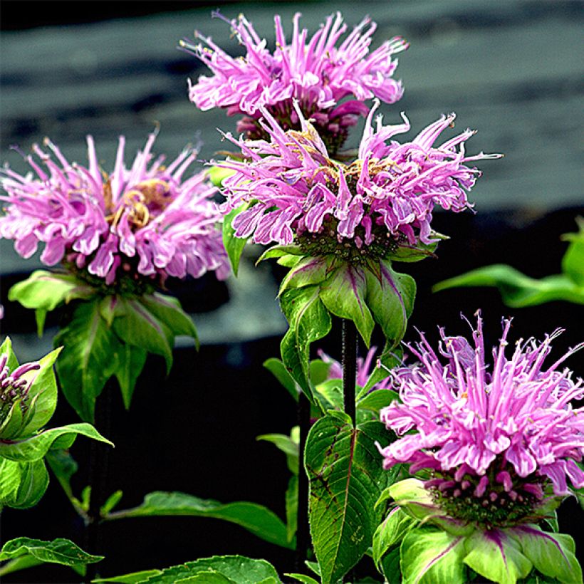 Monarda Melissa - Indianernessel (Flowering)