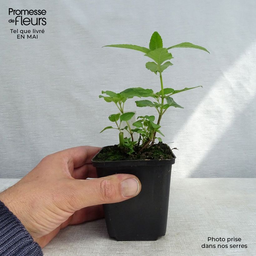 Example of Monarda Melissa - Indianernessel Kleine Töpfe von 8/9 cm as you get in printemps