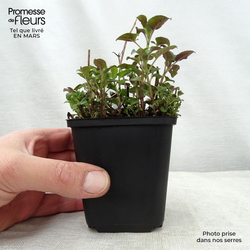 Example of Monarda Mohawk - Indianernessel Kleine Töpfe von 8/9 cm as you get in printemps