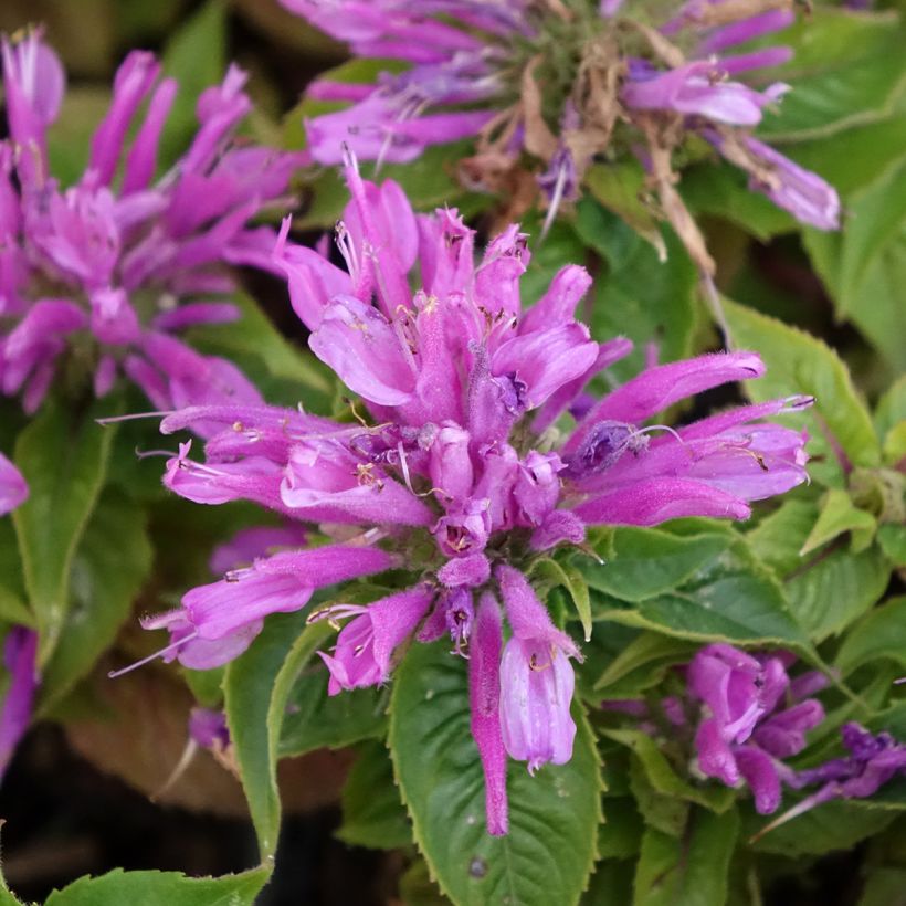 Monarda Petite Delight - Indianernessel (Blüte)