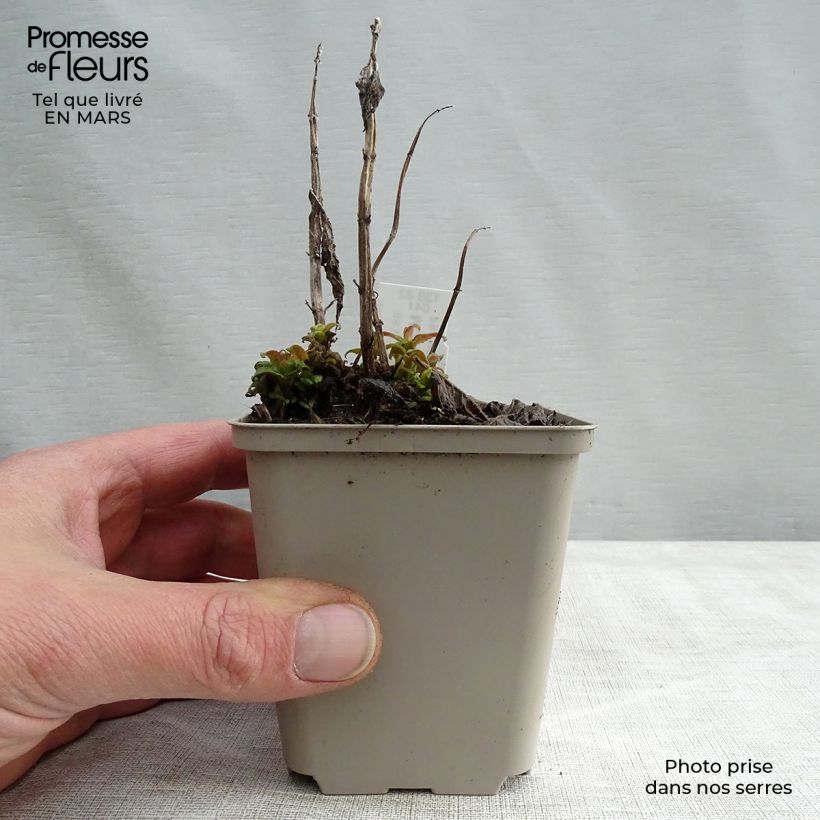 Example of Monarda Pink Lace - Indianernessel Kleine Töpfe von 7/8 cm as you get in printemps