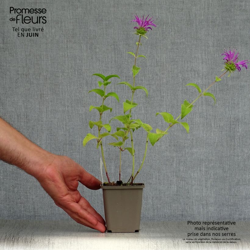 Exemplar von Monarda Prärienacht - Indianernessel Kleine Töpfe von 8/9 cm wie im Sommer geliefert