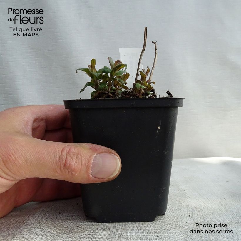 Exemplar von Monarda Purple Lace - Indianernessel Kleine Töpfe von 8/9 cm wie im Frühjahr geliefert