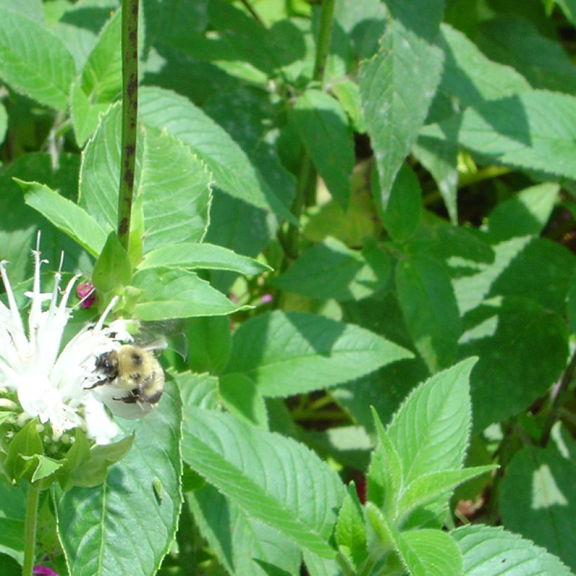 Monarda Schneewittchen - Indianernessel (Foliage)