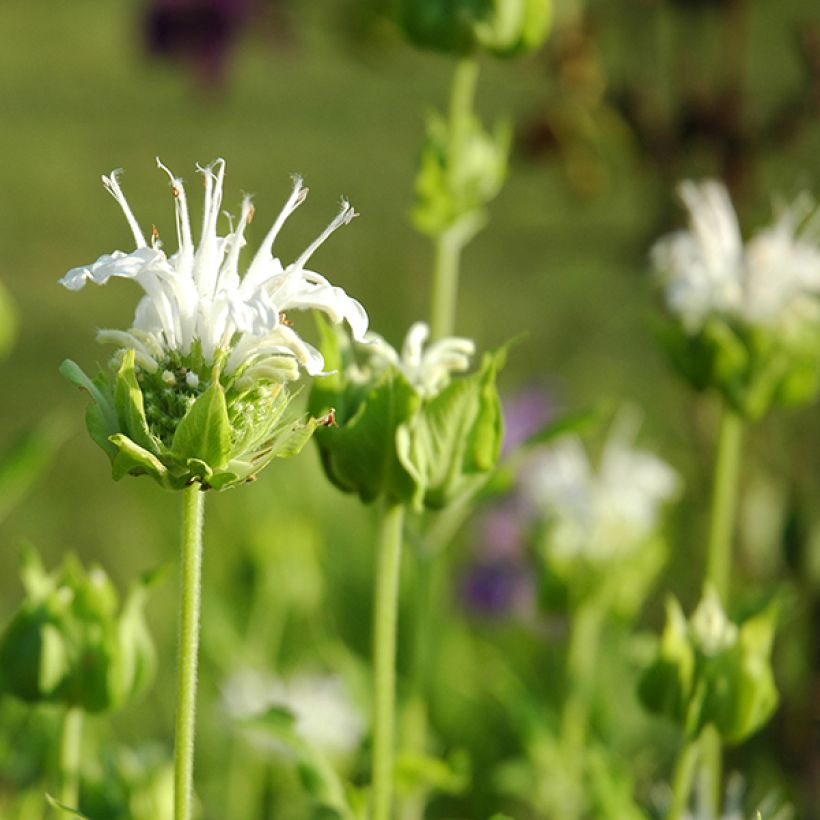 Monarda Schneewittchen - Indianernessel (Flowering)