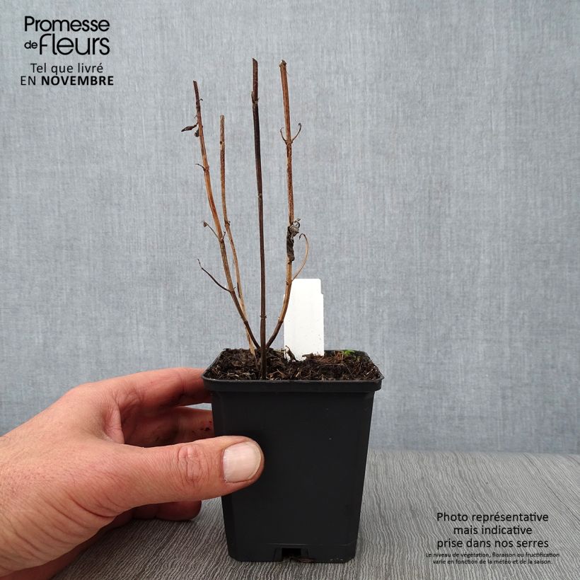 Exemplar von Monarda Schneewittchen - Indianernessel Kleine Töpfe von 8/9 cm wie im Herbst geliefert
