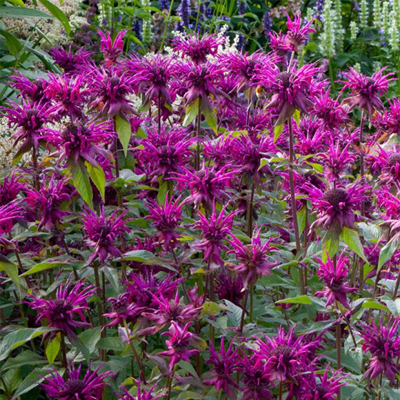 Monarda Scorpion - Indianernessel (Flowering)