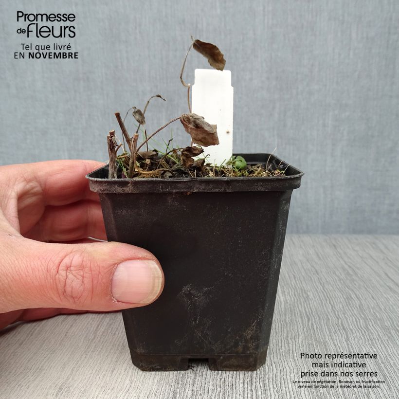 Exemplar von Monarda Scorpion - Indianernessel Kleine Töpfe von 8/9 cm wie im Herbst geliefert