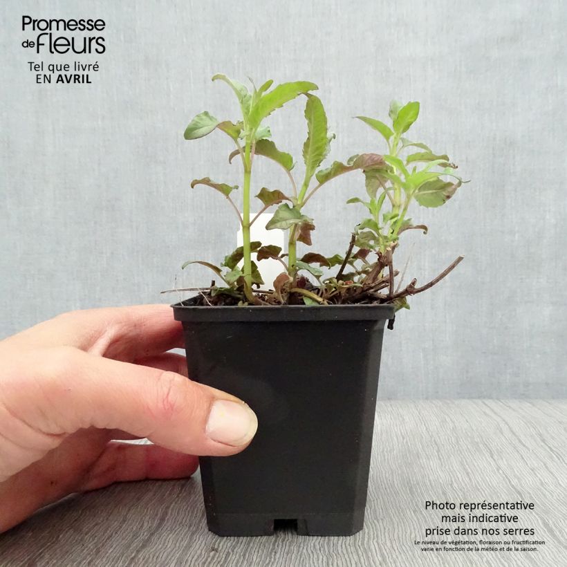 Example of Monarda Scorpion - Indianernessel Kleine Töpfe von 8/9 cm as you get in printemps