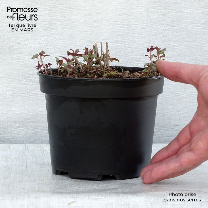 Exemplar von Monarda Scorpion - Indianernessel Topf mit 2L/3L wie im Winter geliefert