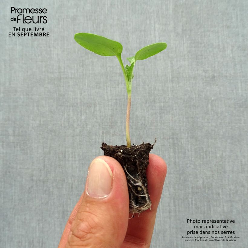 Exemplar von Silberblatt - Lunaria annua Mini-Plug Ø 1,5/2,5 cm wie im Herbst geliefert