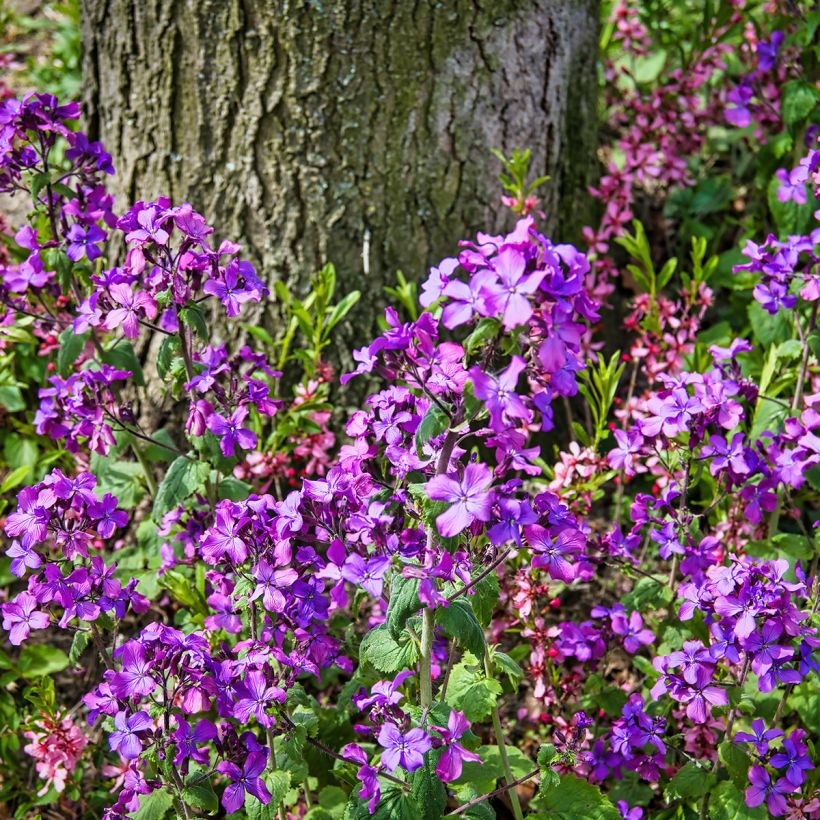 Silberblatt - Lunaria annua (Wuchs)