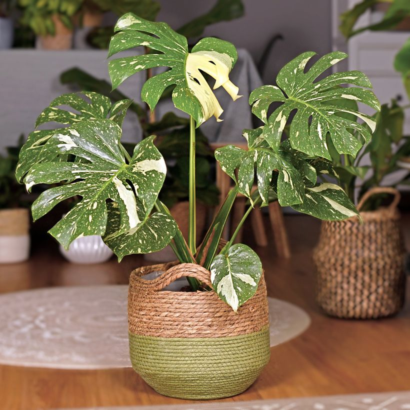 Monstera Thai Constellation - Fensterblatt (Wuchs)
