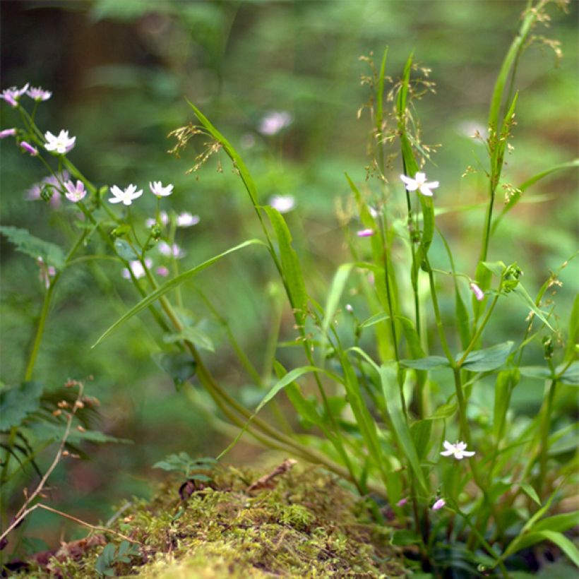 Claytonia sibirica - Sibirische Claytonie (Wuchs)