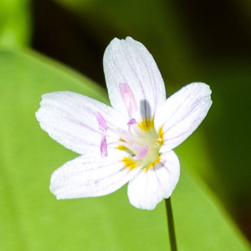 Claytonia sibirica Alba - Sibirische Claytonie (Blüte)