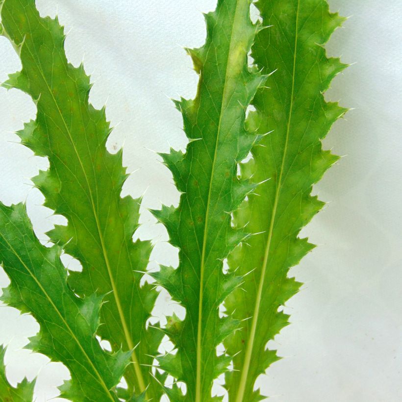 Morina longifolia - Kardendistel (Foliage)