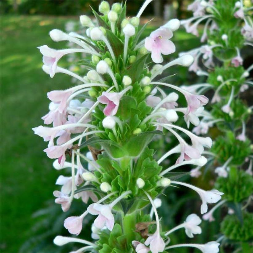 Morina longifolia - Kardendistel (Flowering)