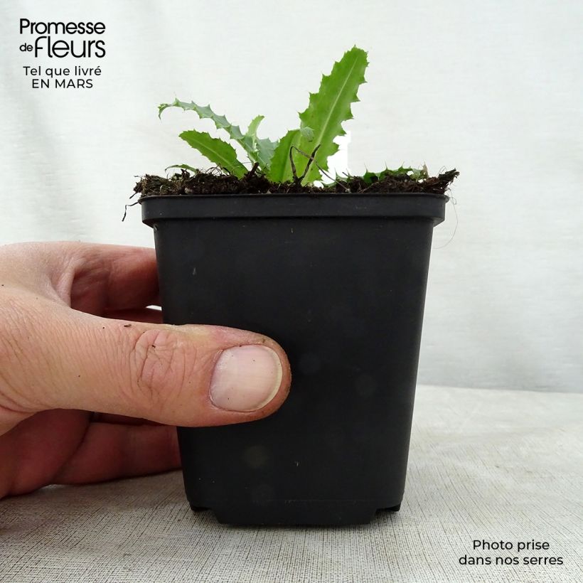 Example of Morina longifolia - Kardendistel Kleine Töpfe von 8/9 cm as you get in printemps