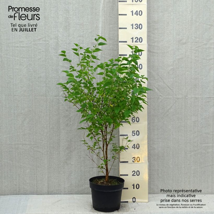 Exemplar von Morus alba - Weißer Maulbeerbaum Topf mit 7,5L/10L wie im Sommer geliefert