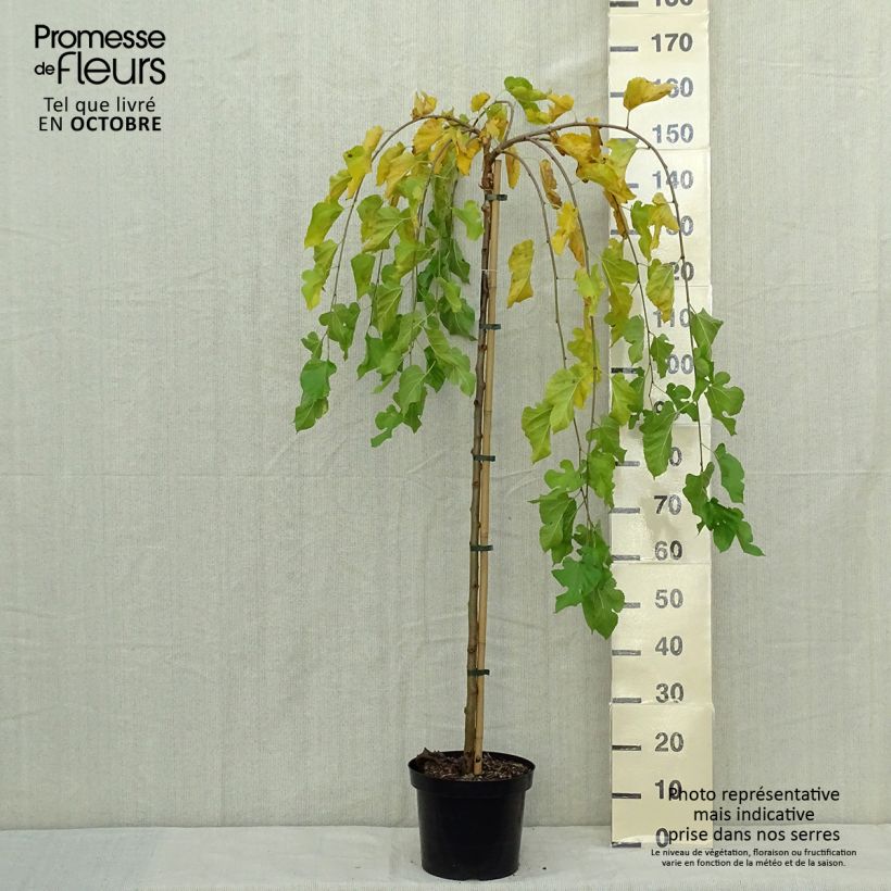 Exemplar von Morus alba Pendula - Weißer Maulbeerbaum Topf mit 7,5L/10L, Stamm wie im Herbst geliefert