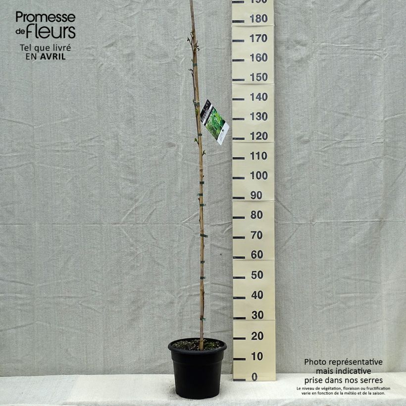 Exemplar von Morus kagayamae - Kagayamae-Maulbeere Topf mit 7,5L/10L wie im Frühjahr geliefert