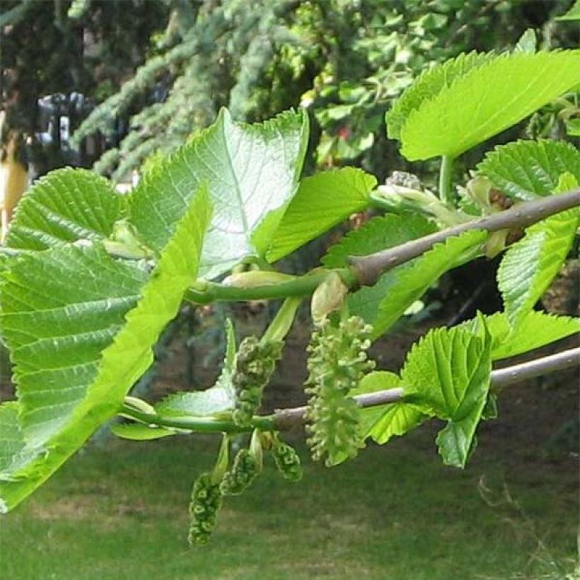 Morus nigra - Schwarzer Maulbeerbaum (Foliage)