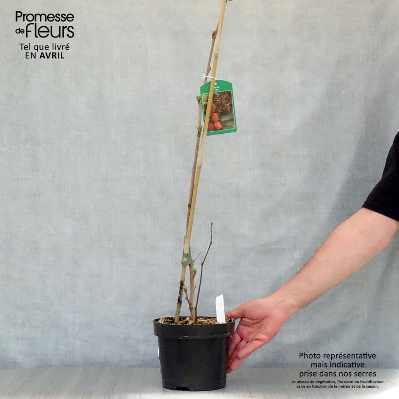 Example of Morus nigra - Schwarzer Maulbeerbaum Topf mit 1,5L/2L as you get in printemps