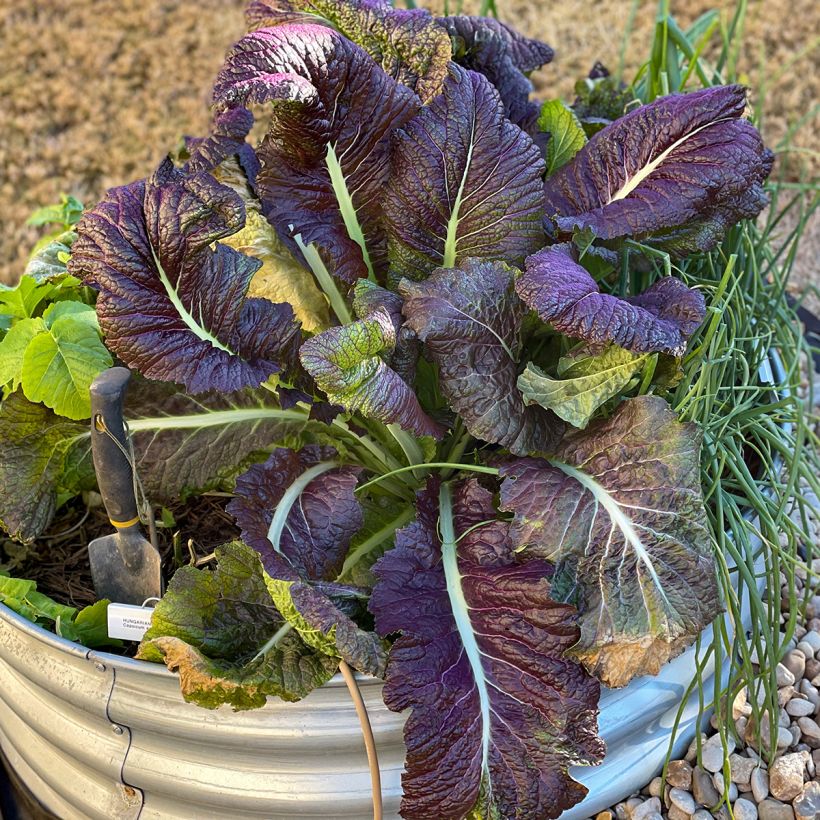 Sarepta-Senf Red Giant Bio - Ferme de Sainte Marthe (Plant habit)