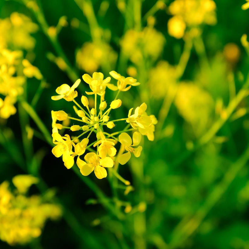 Weißer Senf (Grüner Dünger) - Sinapis alba (Flowering)