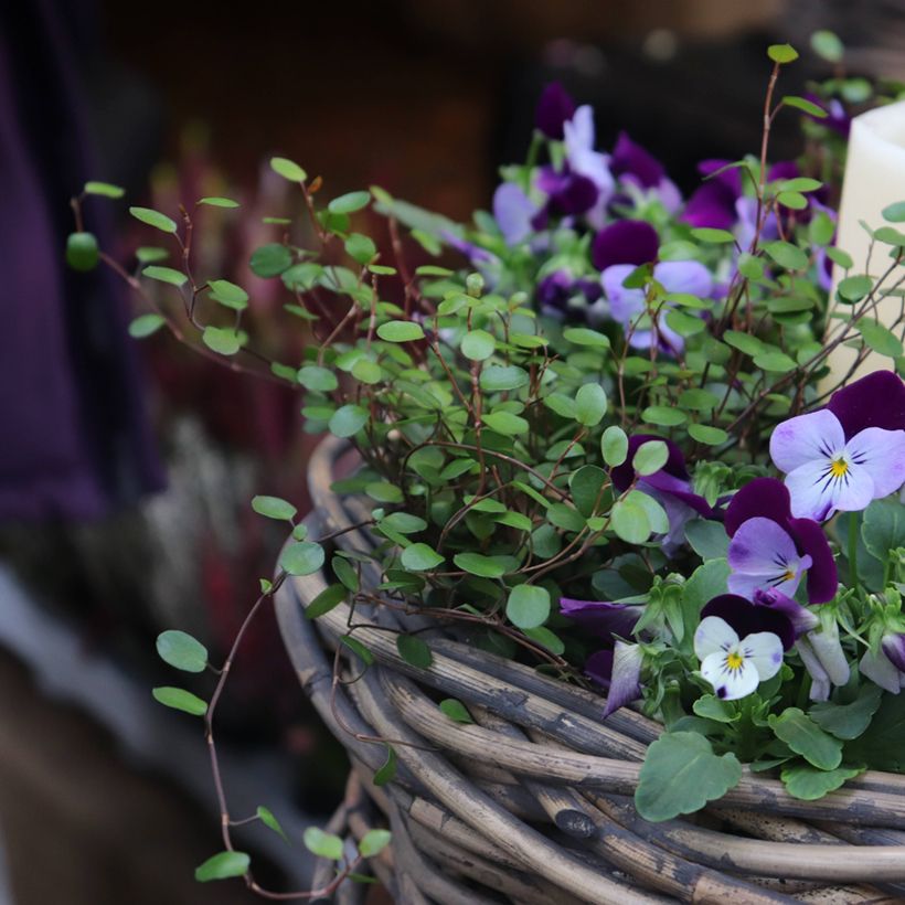 Muehlenbeckia axillaris - Teppich-Drahtstrauch (Wuchs)