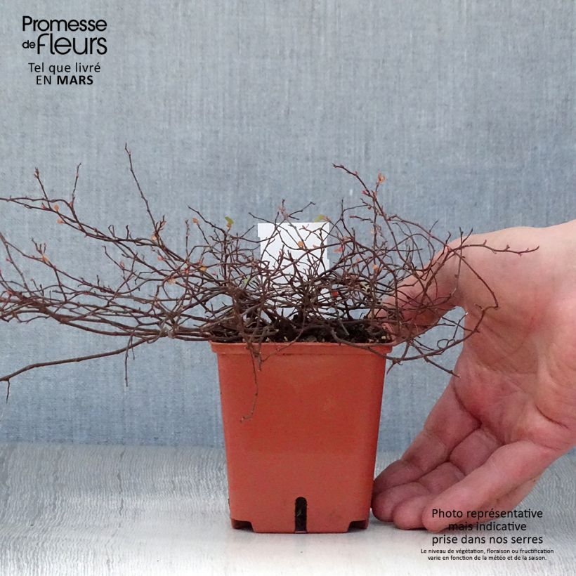 Example of Muehlenbeckia complexa Golden Girl - Mühlenbeckie Kleine Töpfe von 8/9 cm as you get in printemps