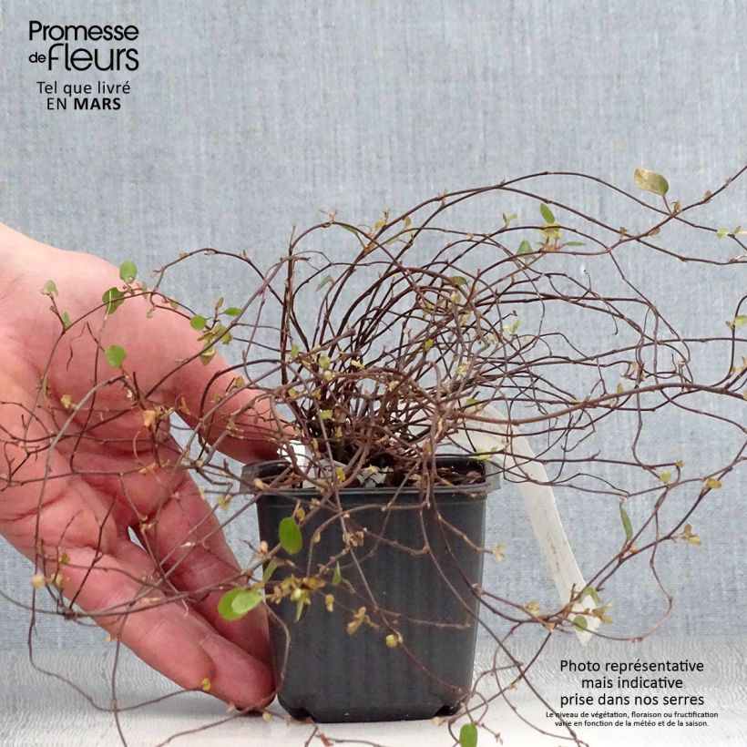 Example of Muehlenbeckia complexa Sealand Compact - Mühlenbeckie Kleine Töpfe von 8/9 cm as you get in printemps