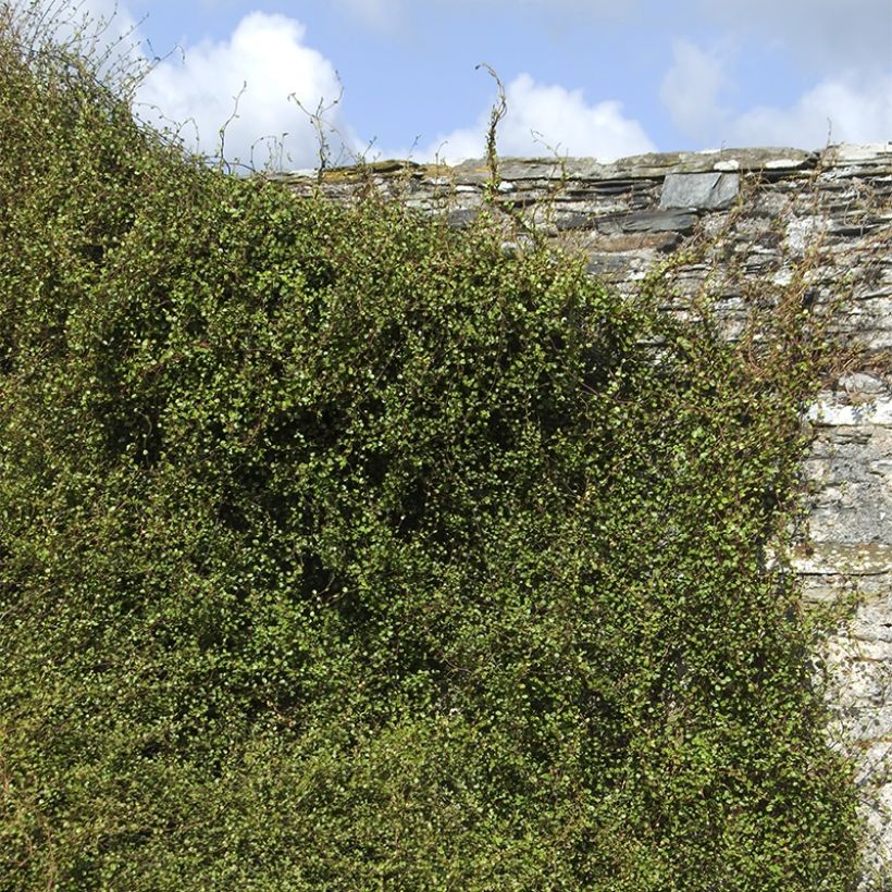 Muehlenbeckia complexa Sealand Compact - Mühlenbeckie (Plant habit)