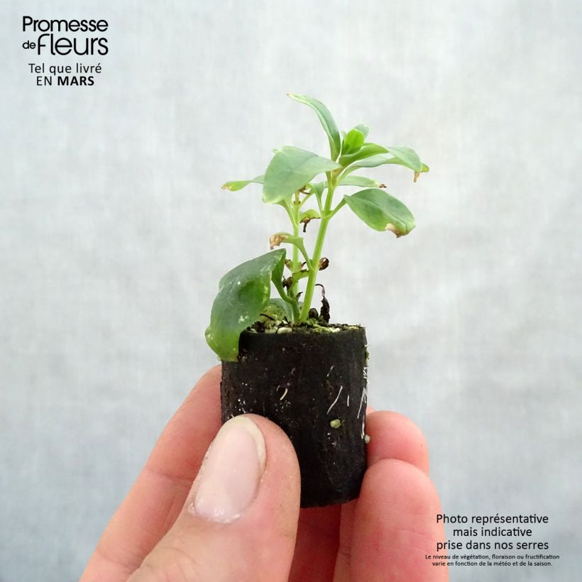 Exemplar von Löwenmäulchen Fruit Salad Up Apricot - Antirrhinum Mini-Plug Ø 3/4 cm wie im Frühjahr geliefert